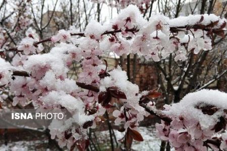 آسیب سرمازدگی به ۲۶۰ هکتار از مزارع بیارجمند