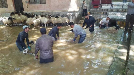 آیین سنتی گوسفندشوران در انجدان برگزار شد