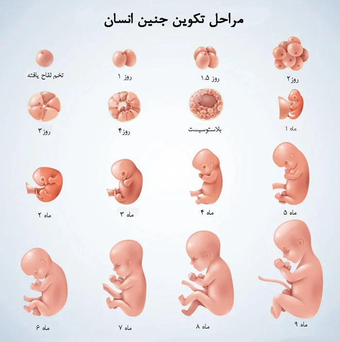 اولین عضوی که در جنین تشکیل میشود کدام است؟